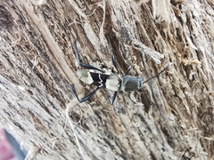 Neoclytus augusti