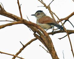 Thamnophilus torquatus