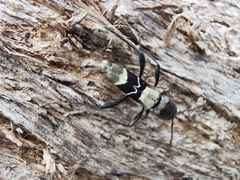Neoclytus augusti