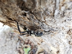 Neoclytus augusti