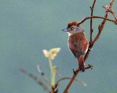 Thamnophilus torquatus