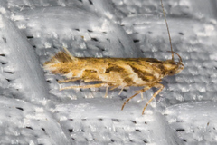Aristotelia adceanotha