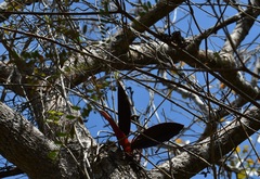 Trichocentrum andreanum