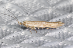 Coleophora quadruplex