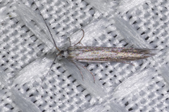 Coleophora quadruplex