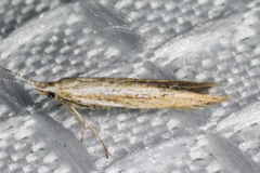 Coleophora quadruplex