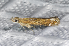 Isophrictis magnella
