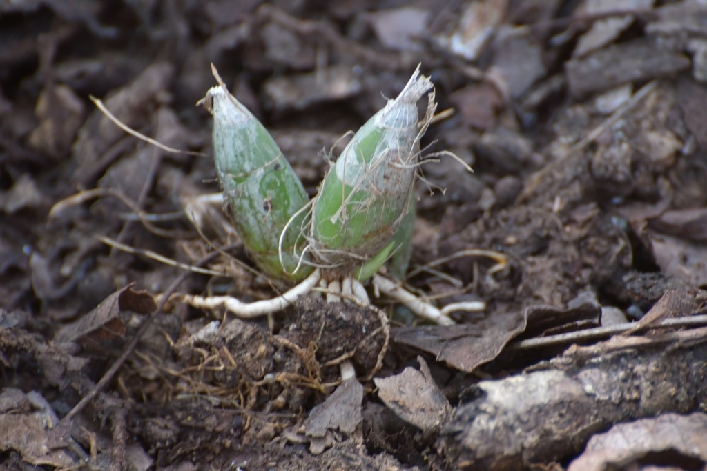 Clowesia russelliana