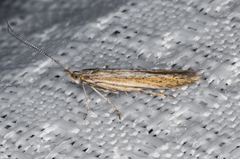 Coleophora quadruplex
