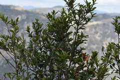 Quercus sebifera