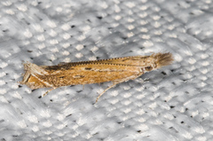 Isophrictis magnella