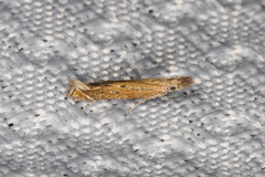 Isophrictis magnella