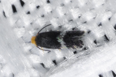 Stigmella populetorum