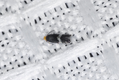 Stigmella populetorum