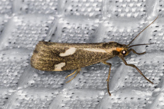 Cisthene liberomacula