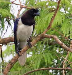 Cyanocorax cristatellus