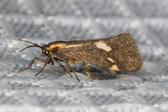 Cisthene liberomacula