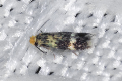 Stigmella populetorum