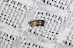 Stigmella populetorum