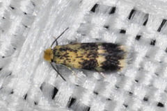 Stigmella populetorum