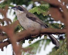 Neothraupis fasciata