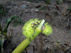 Paradirphia fumosa