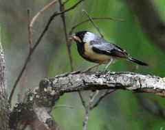 Charitospiza eucosma