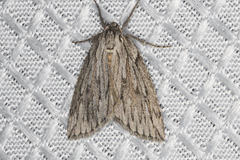 Parexcelsa ultraria