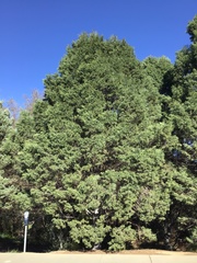 Cupressus guadalupensis