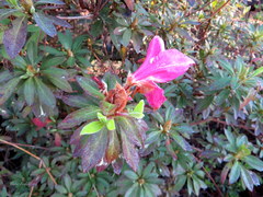 Rhododendron japonicum