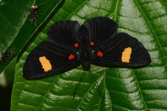 Melanis aegates limbata