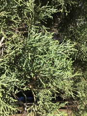 Cupressus guadalupensis