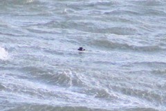 Hydrobates leucorhous