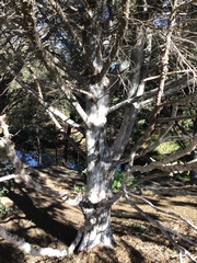 Cupressus guadalupensis