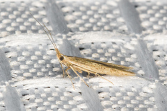 Coleophora quadruplex