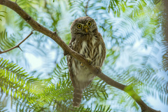 Glaucidium peruanum