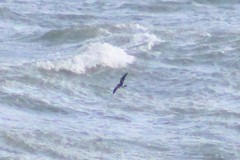 Hydrobates leucorhous
