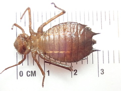 Epitheca princeps