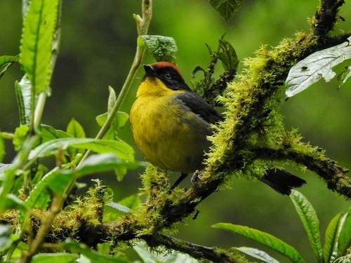 Yellow-breasted Brushfinch (Atlapetes latinuchus), photo 10