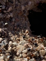 Myrmecocystus mimicus