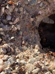 Myrmecocystus mimicus