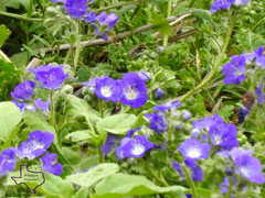 Phacelia patuliflora