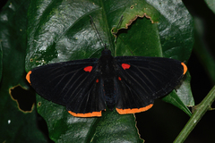 Melanis smithiae smithiae