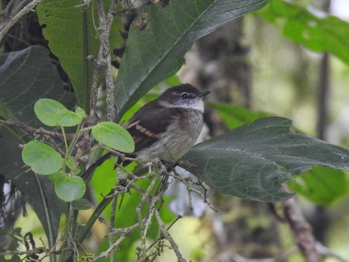 White-throated Tyrannulet (Mecocerculus leucophrys)
