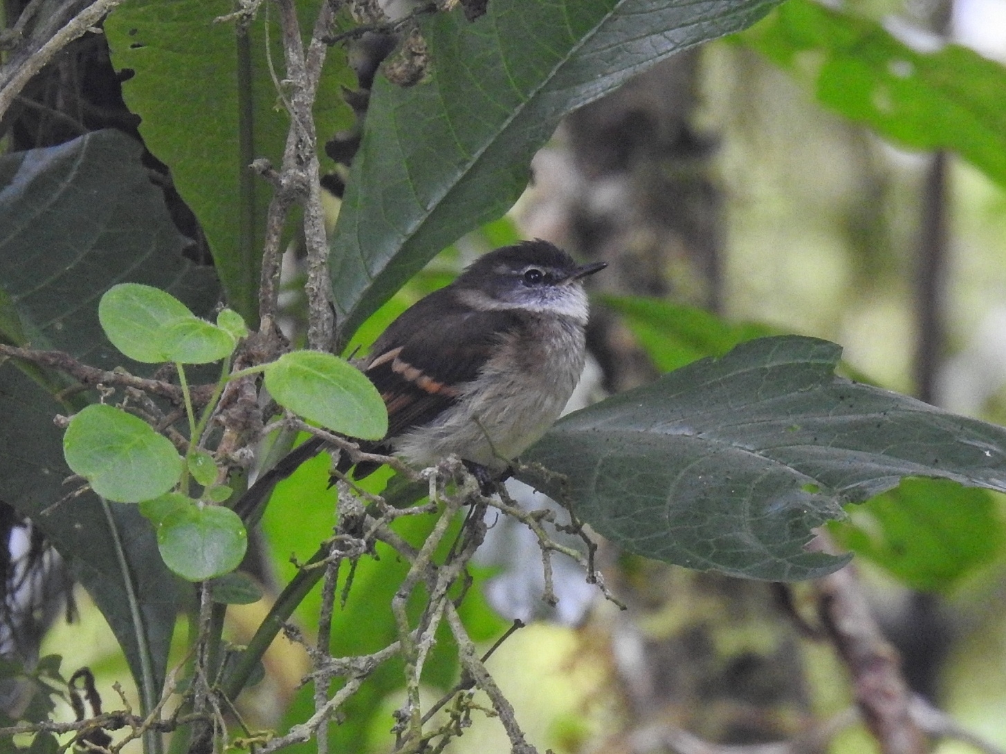 White-throated Tyrannulet illustration