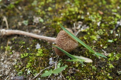 Inocybe lacera