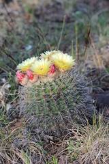 Parodia