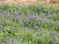Phacelia patuliflora