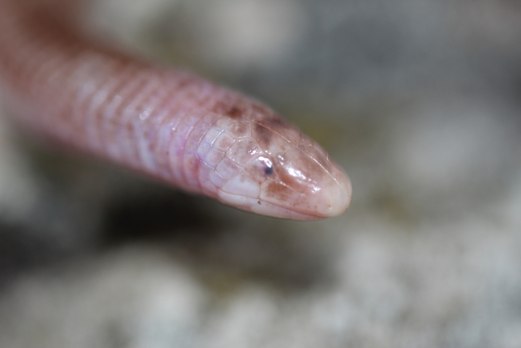 Munoa Worm Lizard