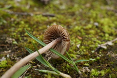 Inocybe lacera